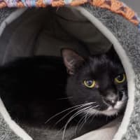 Photo of Hercules