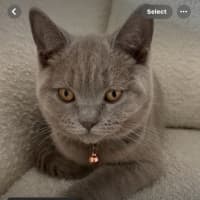 Photo of Valentino