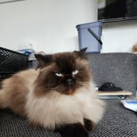Photo of Dusty