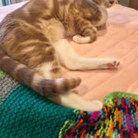 Photo of Poppyseed