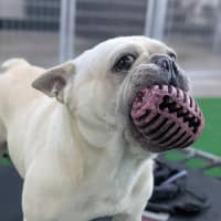 Photo of Biscuit