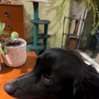 Photo of Finn Quinell