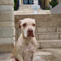 Photo of Sparrow *$250 Adoption Fee* 