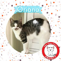 Photo of Basil & Oriana *9 Lives Project Rescue*