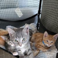 Photo of Artemis Meet Me@Petstock Carrum Downs Store