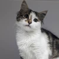 Photo of Luna