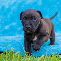 Photo of Licorice Twist