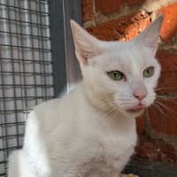 Photo of Snowball