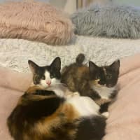 Photo of Maisy & Marlow