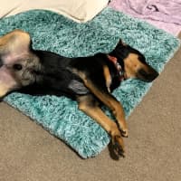 Photo of Louie
