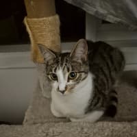 Photo of Rome **2nd Chance Cat Rescue**
