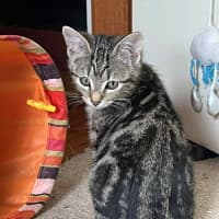 Photo of Finnigan ** 2nd Chance Cat Rescue**