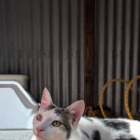 Photo of Dora