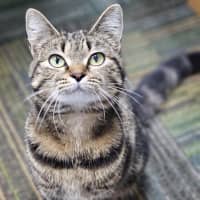 Photo of Tigger