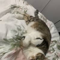 Photo of Cinnamon