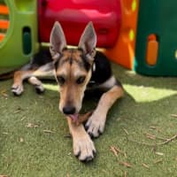Photo of Bindi   6 Month Old Kelpie X