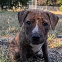 Photo of The Ranges Litter (Part 2)