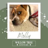 Photo of Molly