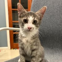 Photo of Slim Shady Meet Me@Petstock Mornington Nepean Hwy