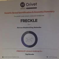 Photo of Oreo