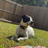 Photo of Luna