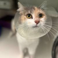 Photo of Izzy
