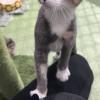 Photo of Daffodil 