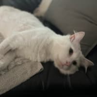 Photo of Westley White