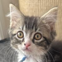 Photo of Teddy
