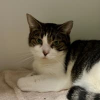 Photo of Shadow
