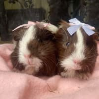 Photo of Coco / Chanel