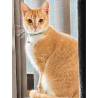 Photo of 13808   Daisy