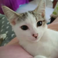 Photo of Clover   Now At Pet Quarters Rutherford