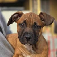 Photo of Kora   Staffy X