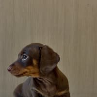 Photo of Alfie