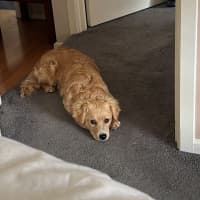 Photo of Cashew