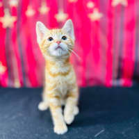 Photo of Tigger (Located In Preston)