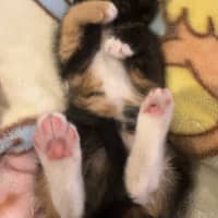 Photo of Clementine 🍊