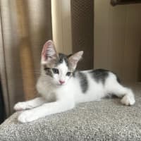 Photo of Banshee