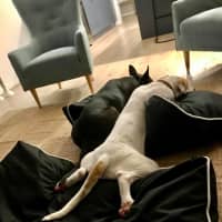 Photo of Bella