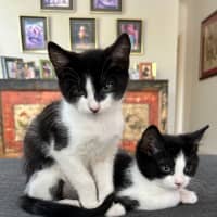 Photo of Xena And Smudge