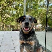 Photo of Apollo