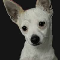 Photo of Bolt