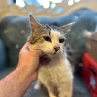 Photo of Jovantay *9 Lives Project Rescue*