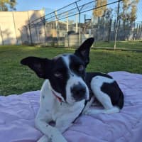 Photo of Dozer