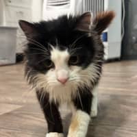 Photo of Smooch * 9 Lives Project Rescue*