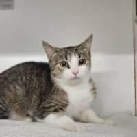 Photo of Honey