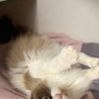 Photo of Cece