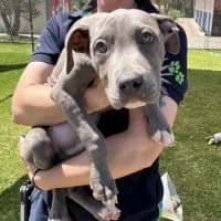 Photo of Spark (Shaun)