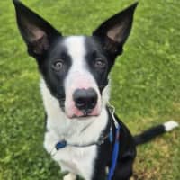 Photo of Sir Remington The 3rd